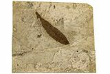 Oligocene Fossil Cinnamon Leaf (Daphnogene) - France #189598-1